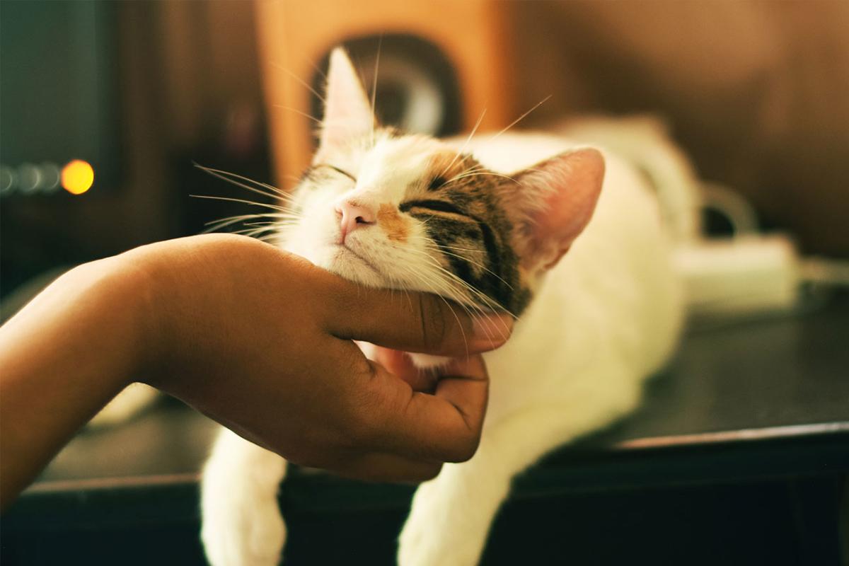 Humane Society of Atlantic County