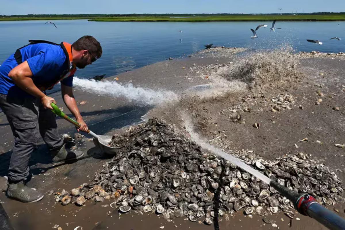 Oyster Recycling Program 1