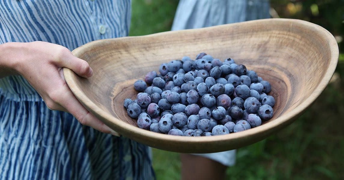 Herb N Berries U-Pick Blueberry Farm
