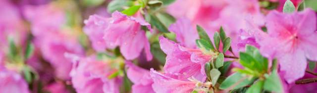 Where to See Spring Flowers in Augusta, GA | Visit Augusta