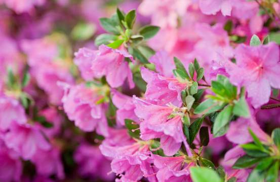 Where to See Spring Flowers in Augusta