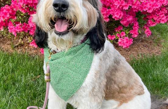 Where to See the Best Spring Flowers in Augusta