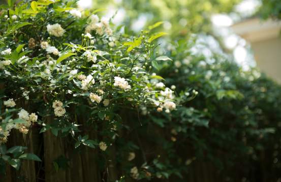 Perfect Picnic Spots in Augusta's River Region