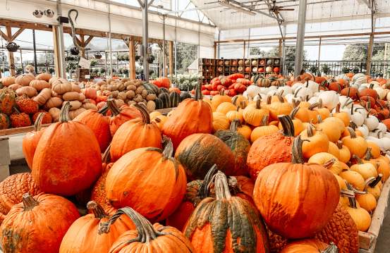 Pumpkin Patches, Farms & Outdoor Fall Adventures in Augusta, GA