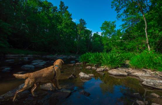 Top Dog-Friendly Adventures In Augusta
