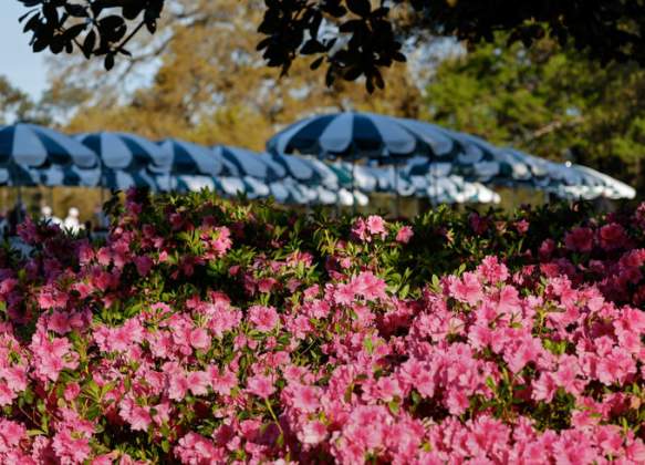 Masters Umbrella & Azaleas