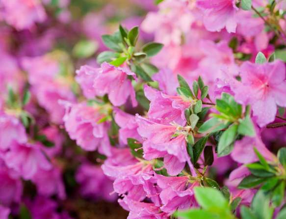 Where to See Spring Flowers in Augusta