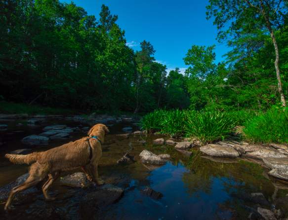 Dog Friendly Things to Do in Augusta