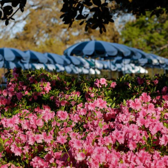 Masters Umbrella & Azaleas