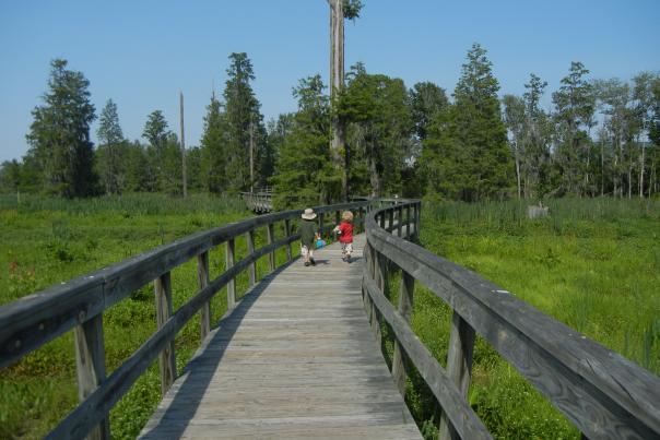 Phinizy Swamp Boardwalk