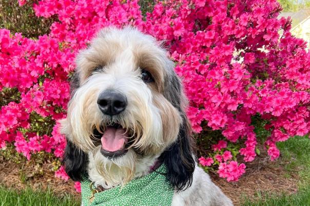 Dog in front of Azaleas