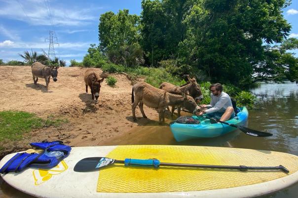 Man feeding donkeys at Stallings Island
