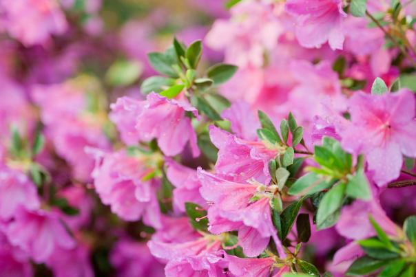 Pink Flowers at Augusta National During Masters Week