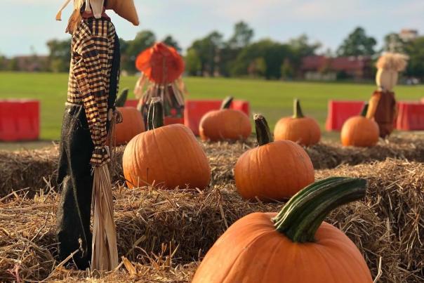 Fall Pumpkins