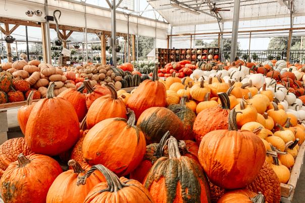 good earth; pumpkin; fall
