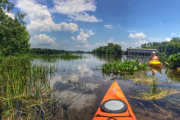 orange kayak on lake with reeds