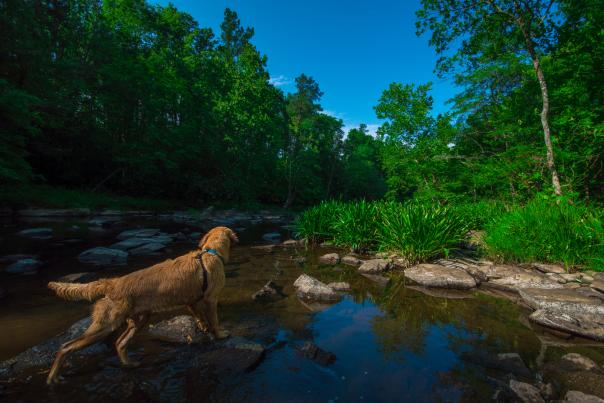 Dogs, Pets, Outdoors
