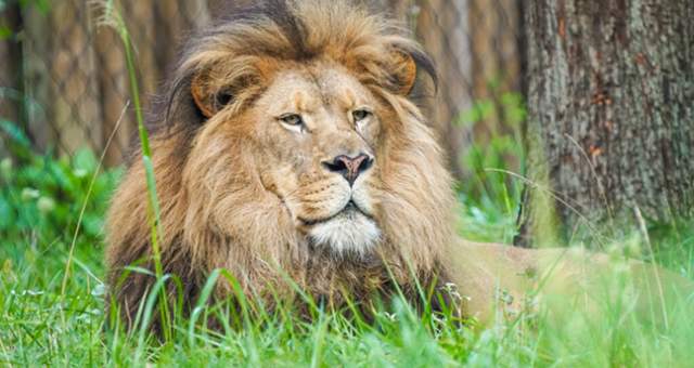 Binder Park Zoo Opening Day