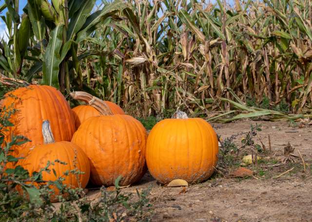 Choose a Fall Activity in Calhoun County Based on Your Zodiac Sign