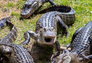 5 weird facts about Calhoun County