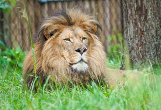 Lion Experience is the “mane” attraction at Binder Park Zoo