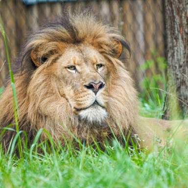 Lion Experience is the “mane” attraction at Binder Park Zoo