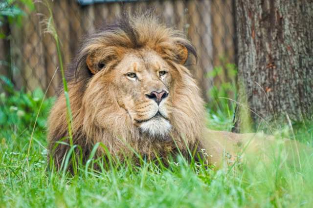 Lion Experience is the “mane” attraction at Binder Park Zoo