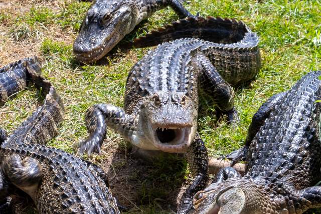5 weird facts about Calhoun County