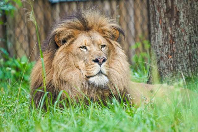 Lion Experience is the “mane” attraction at Binder Park Zoo