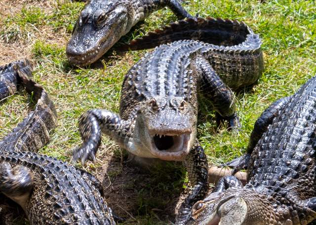 5 weird facts about Calhoun County