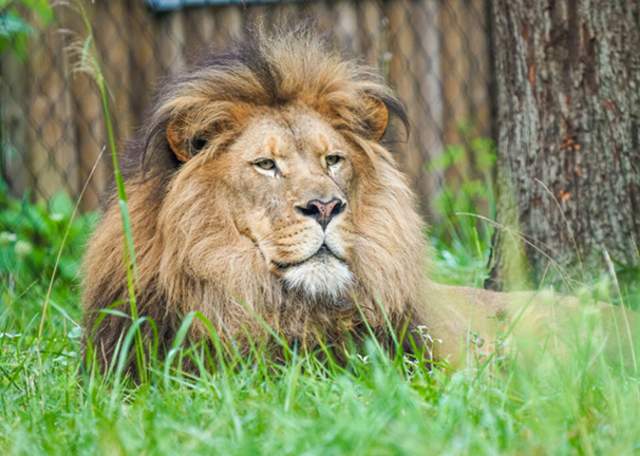 Lion Experience is the “mane” attraction at Binder Park Zoo