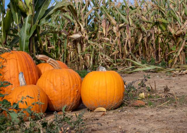 Choose a fall activity in Calhoun County based on your zodiac sign