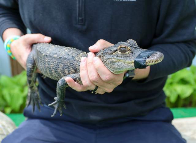 The gators are ready to say ‘hello’ at Critchlow’s