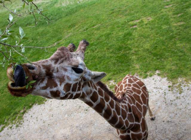 Meet these cute animals at Binder Park Zoo