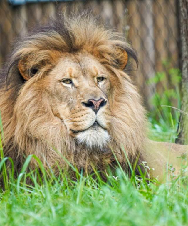 Lion Experience is the “mane” attraction at Binder Park Zoo