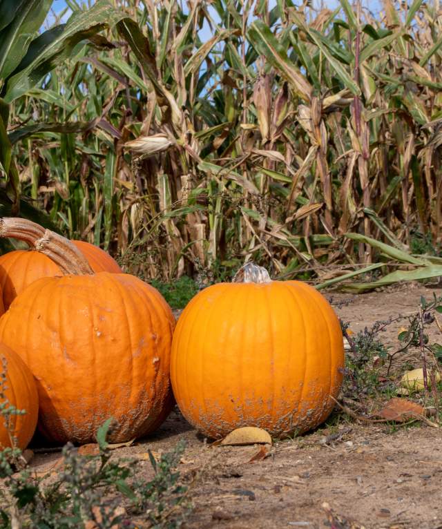 Choose a fall activity in Calhoun County based on your zodiac sign