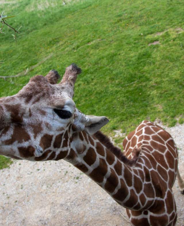 Meet these cute animals at Binder Park Zoo
