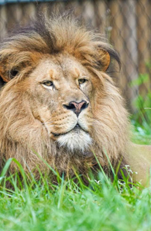 Lion Experience is the “mane” attraction at Binder Park Zoo