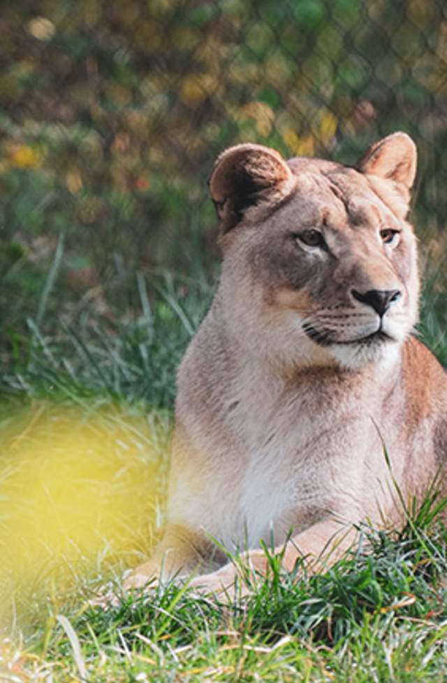 Lion Experience is the 'mane' attraction at Binder Park Zoo