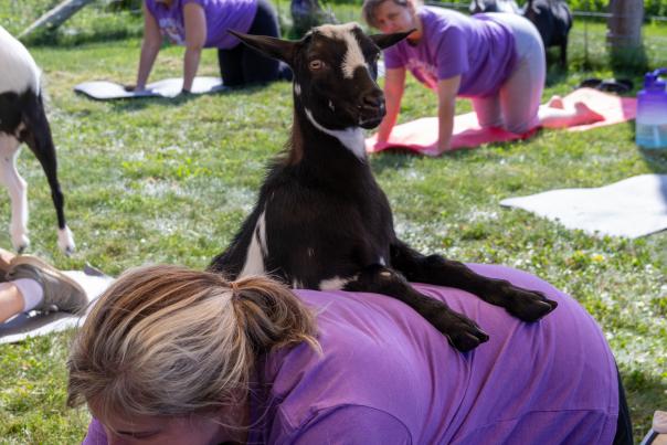 Esham Family Farm offers baby goat yoga all year round. New babies are born in November and March. Participants can follow the guided movements or just sit there and pet goats. September 2022
