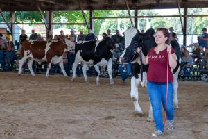 The county fair is animals, a carnival and lots of fried food.