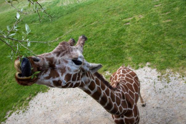 giraffe