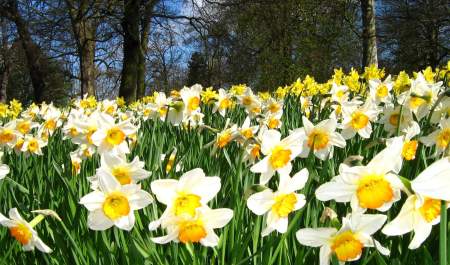 Ormeau Park
