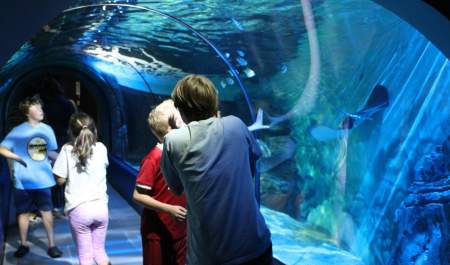 Exploris Aquarium & Seal Sanctuary