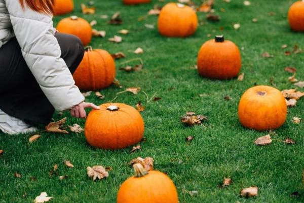 Pumpkin Patch at Castle Kitchen + Bar