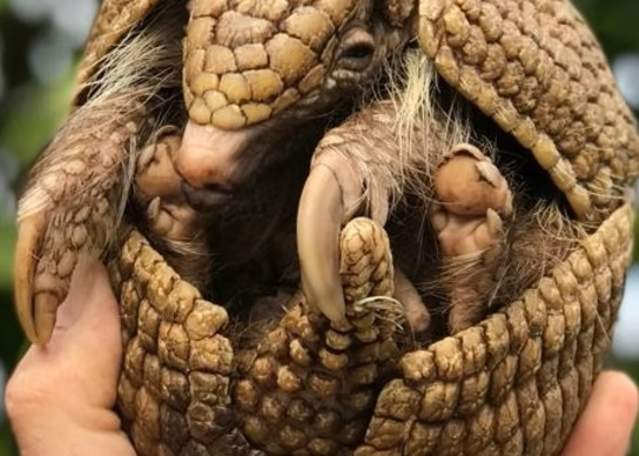 Wee Critters at Whitehead Railway Museum