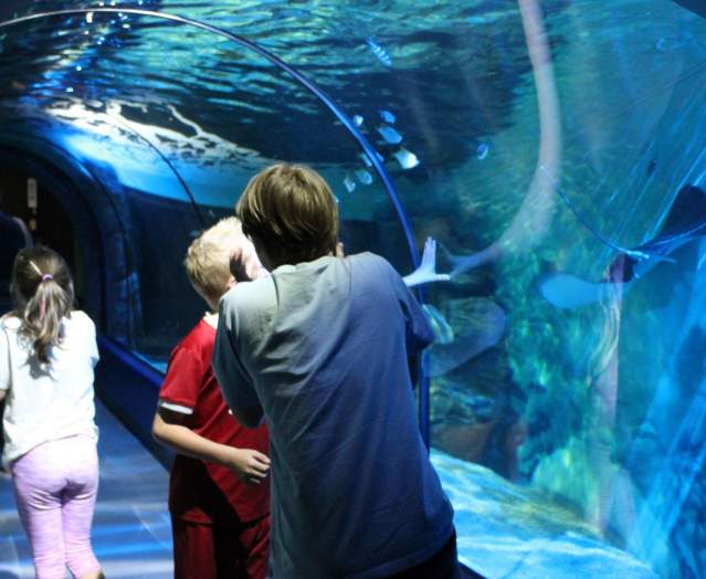 Exploris Aquarium & Seal Sanctuary