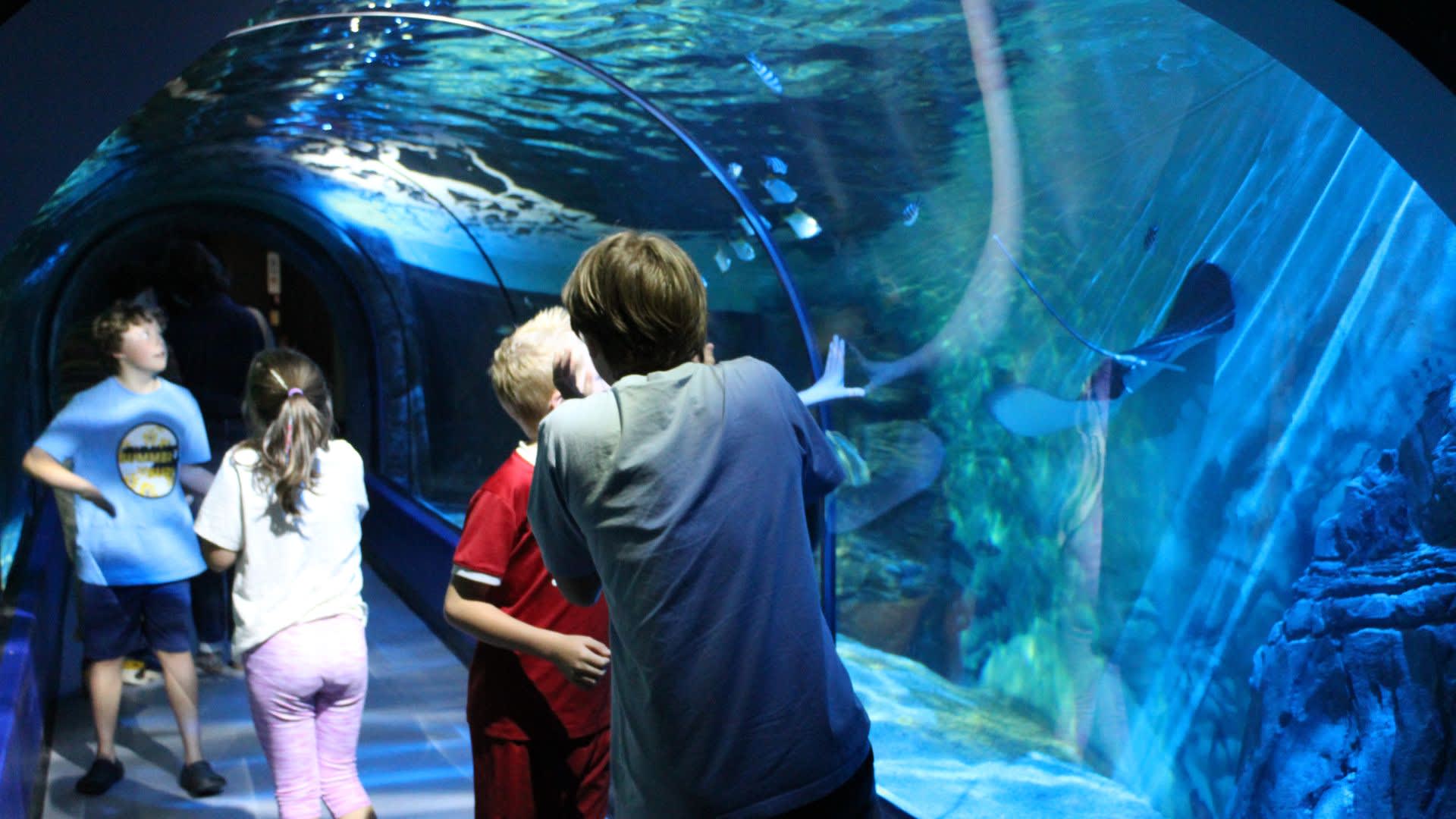 Exploris Aquarium & Seal Sanctuary