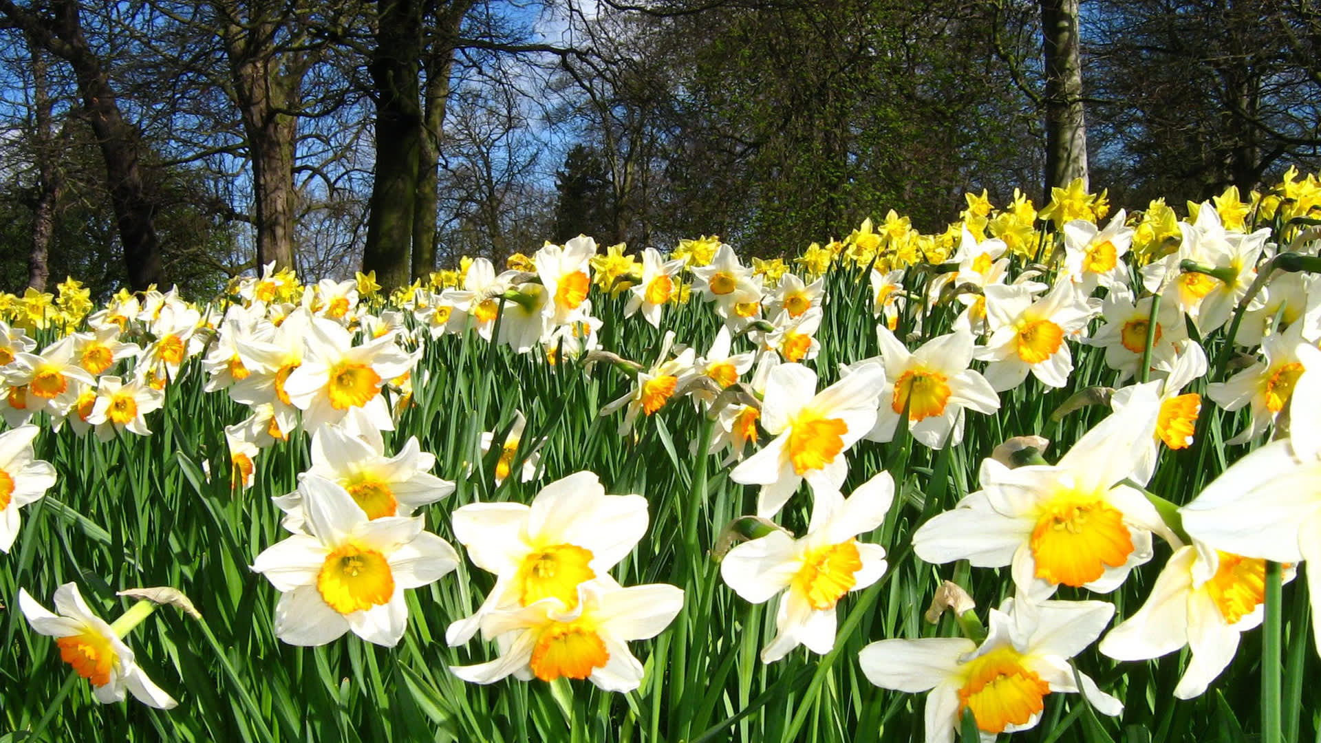 Ormeau Park