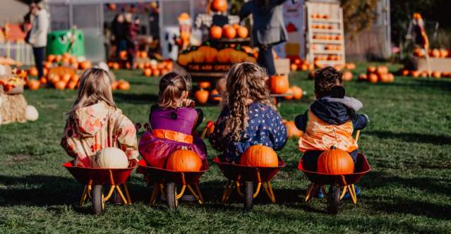 Best Pumpkin Patches in Belfast and Beyond